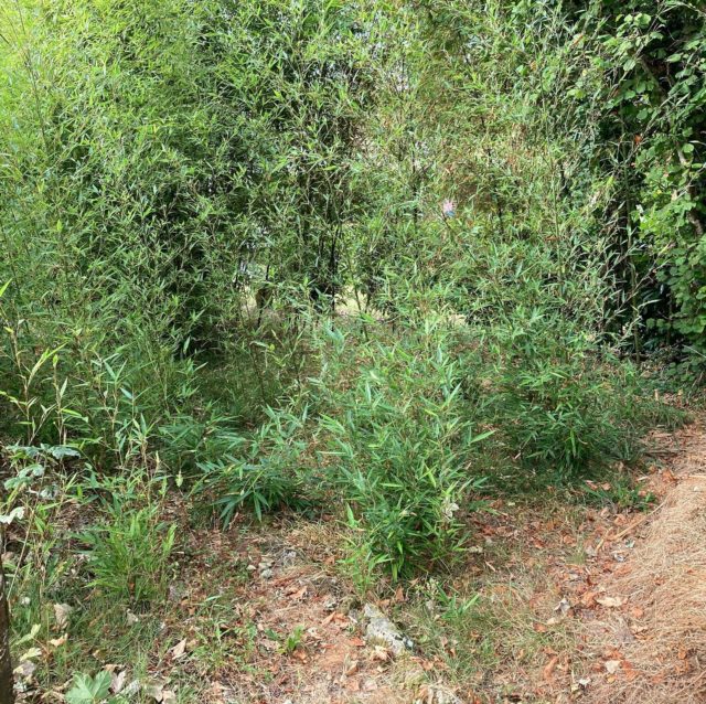 Débroussaillage des bambous avec @amylo_pez ! Puisqu’il faut bien un point positif à ces plantes insupportables, on en a mis à sécher pour faire des tuteurs 🤞