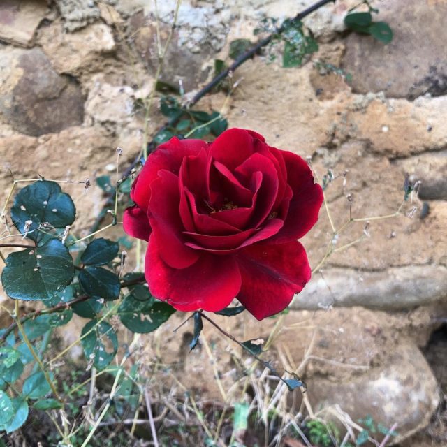 Rose tardive 🌹

#fleurs #fleur #rose #jardin